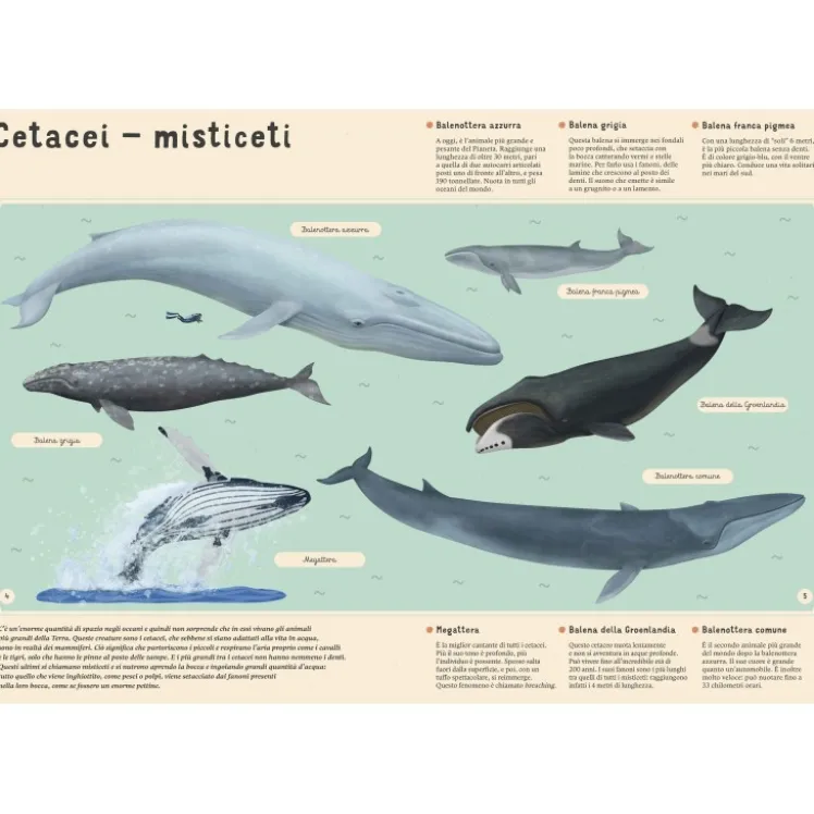 Enciclopedia del mare per piccoli lettori