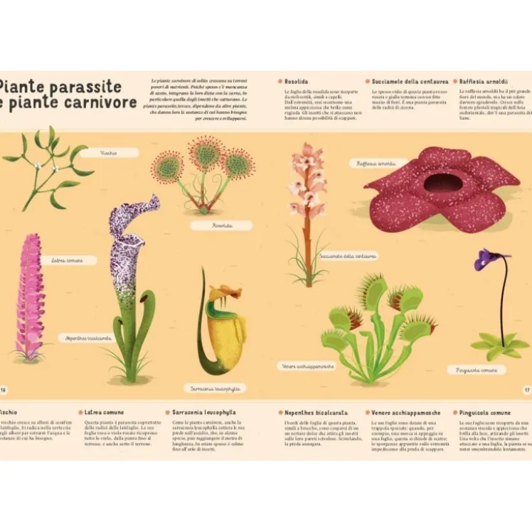 Enciclopedia di piante, funghi e licheni per piccoli lettori