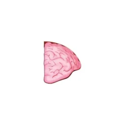 Viaggia, conosci, esplora. Il corpo umano